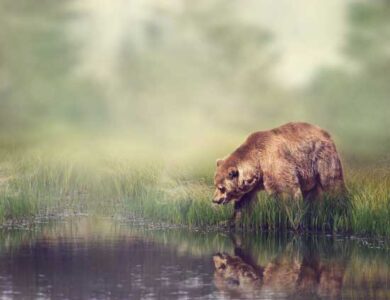 National Park Response to Grizzly Bear Attacks